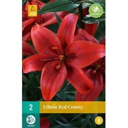 JUB Lilium Red County 2 stuks