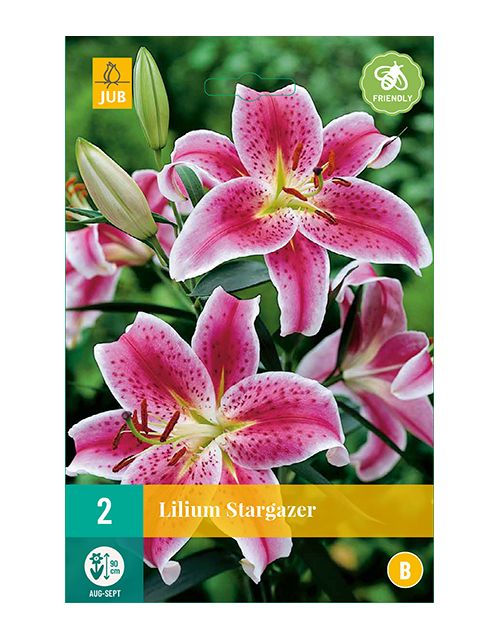 JUB Lilium Stargazer 2 stuks