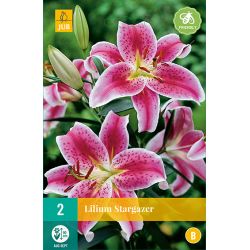 JUB Lilium Stargazer 2 stuks