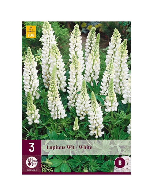 JUB Lupinus Wit 3 stuks