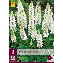 JUB Lupinus Wit 3 stuks