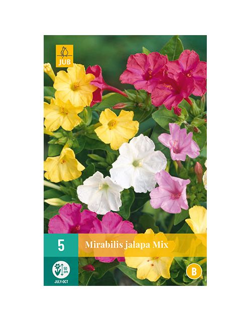 JUB Mirabilis Jalapa 5 stuks
