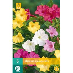 JUB Mirabilis Jalapa 5 stuks