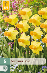 JUB Narcissus fidan 5st