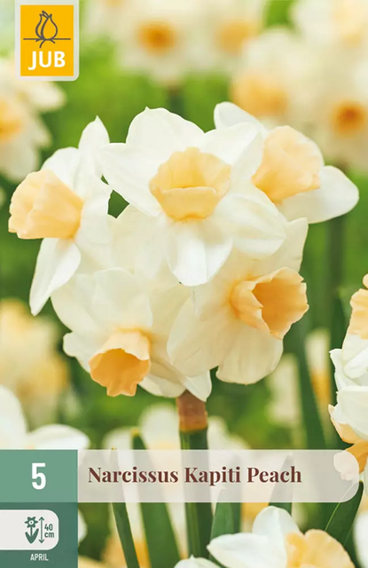 JUB Narcissus kapiti peach 5st