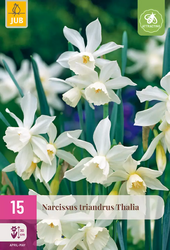 JUB Narcissus triandrus thalia 20st