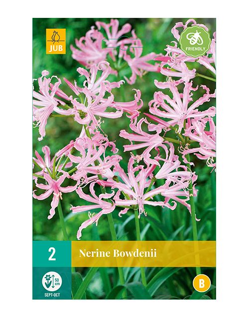JUB Nerine Bowdenii 2 stuks