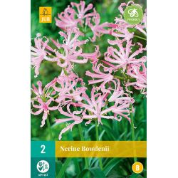 JUB Nerine Bowdenii 2 stuks