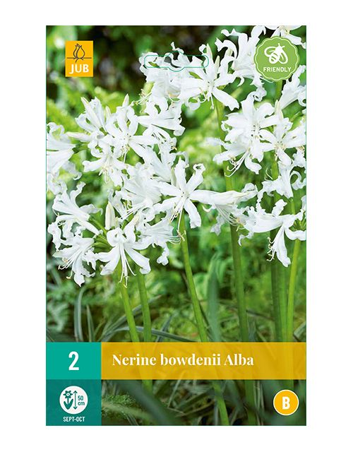 JUB Nerine Bowdenii Alba 2 stuks