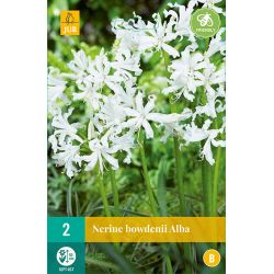 JUB Nerine Bowdenii Alba 2 stuks
