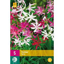 JUB Nerine Mix 5 stuks