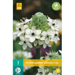 JUB Ornithogalum Saundersiae 1 stuk
