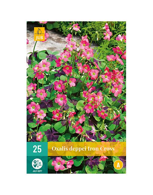 JUB Oxalis Deppei Iron Cross 2 stuks
