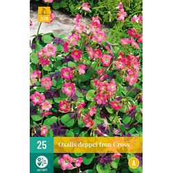 JUB Oxalis Deppei Iron Cross 2 stuks