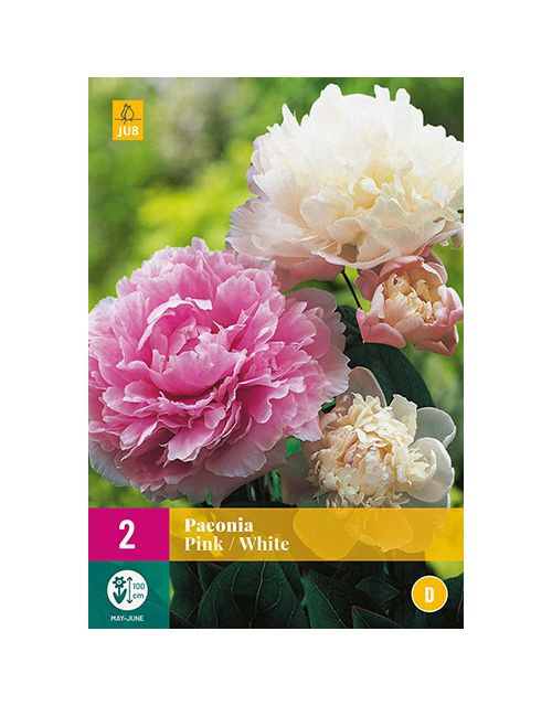 JUB Paeonia Pink/White 2 stuks