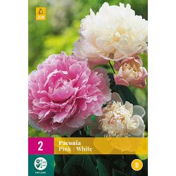JUB Paeonia Pink/White 2 stuks