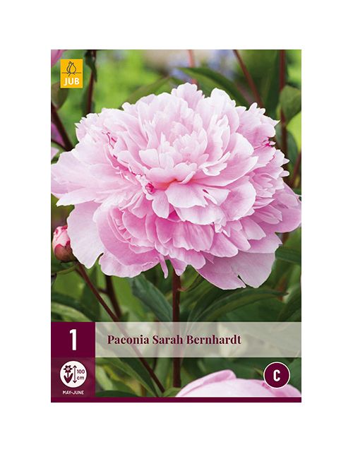 JUB Paeonia Sarah Bernhardt 1 stuk