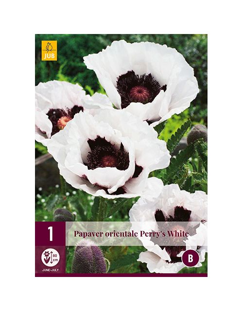 JUB Papaver Orientale Perry's White 1 stuk