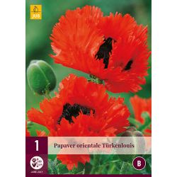 JUB Papaver Orientale Türkenlouis 1 stuk