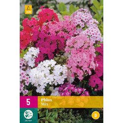 JUB Phlox Mix 5 stuks