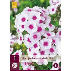 JUB Phlox Paniculata Swizzle Blue 1 stuk