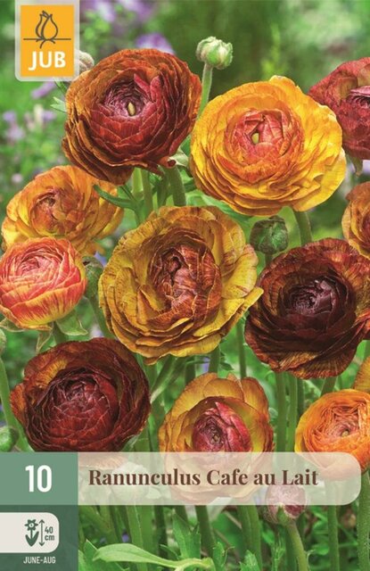 JUB Ranunculus cafe au lait 10st