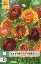 JUB Ranunculus cafe au lait 10st