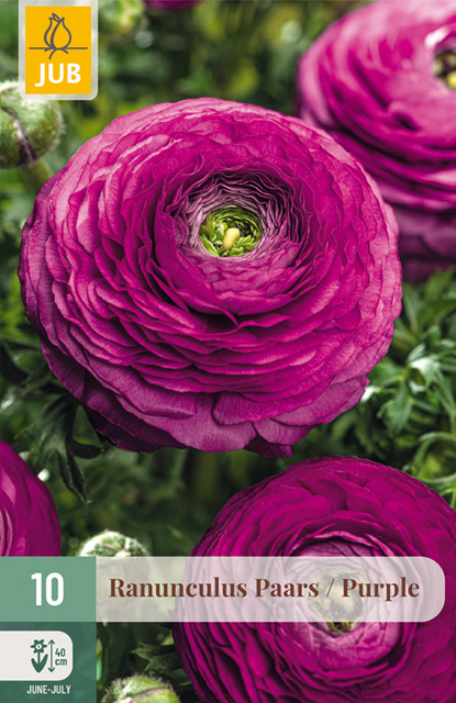 JUB Ranunculus paars 10st