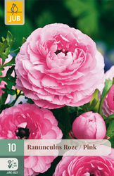 JUB Ranunculus roze 10st