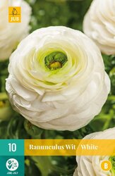 JUB Ranunculus wit 10st