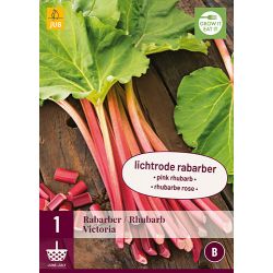 JUB Rheum/Rabarber Victoria 1 stuk