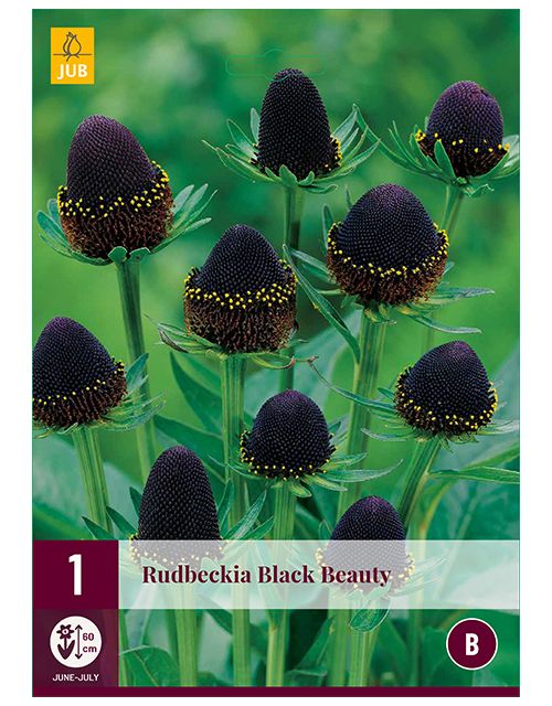 JUB Rudbeckia Black Beauty 1 stuk