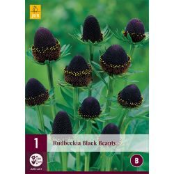 JUB Rudbeckia Black Beauty 1 stuk