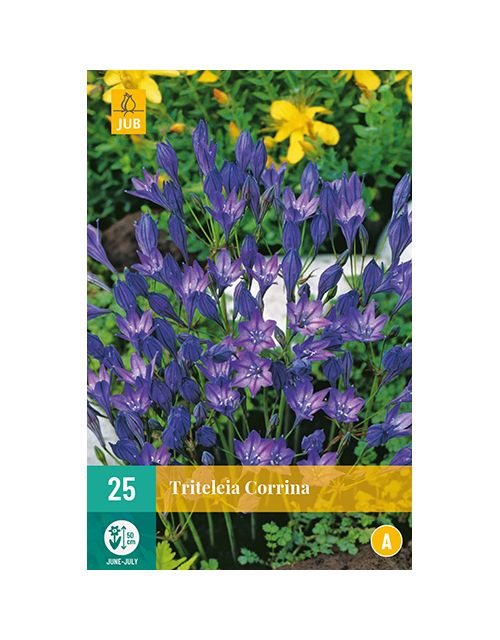 JUB Triteleia Corrina 2 stuks