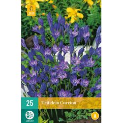 JUB Triteleia Corrina 2 stuks