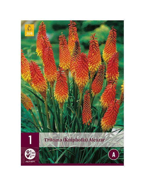 JUB Tritoma (Kniphofia) Alcazar 1 stuk