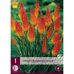 JUB Tritoma (Kniphofia) Alcazar 1 stuk