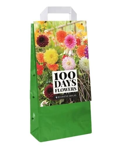 JUB Ts 5 dahlia decorative type mix 1st