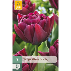 JUB Tulipa alison bradley 7st