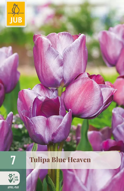JUB Tulipa blue heaven 7st
