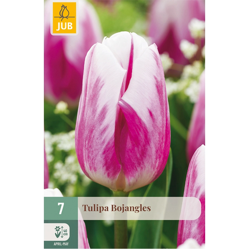 JUB Tulipa bojangles 7st