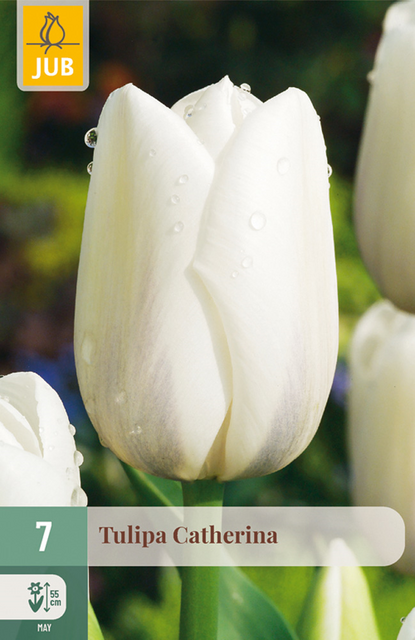 JUB Tulipa catherina 7st