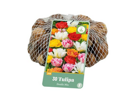 JUB Tulipa dubbel mix 30st