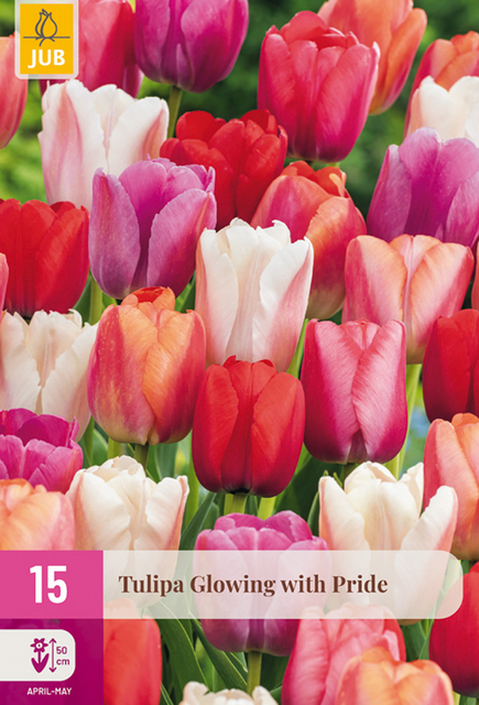 JUB Tulipa glowing with pride 15st