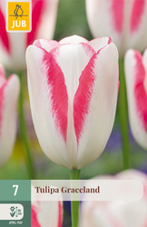 JUB Tulipa graceland 7st
