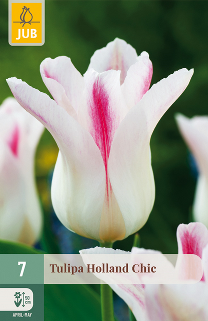 JUB Tulipa holland chic 7st