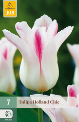 JUB Tulipa holland chic 7st