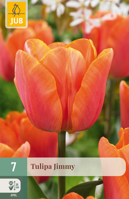 JUB Tulipa jimmy 7st