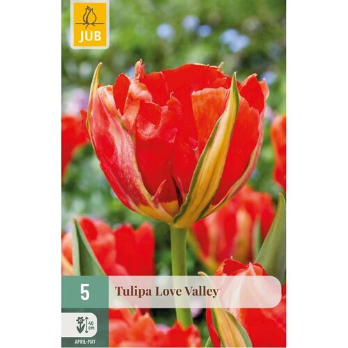 JUB Tulipa love valley 5st