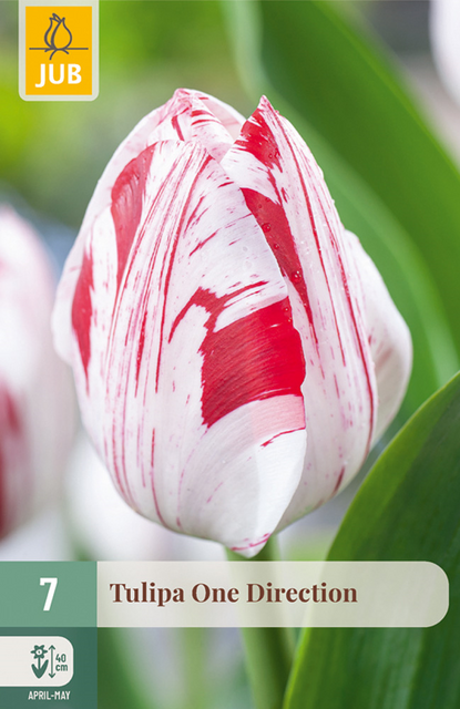 JUB Tulipa one direction 7st